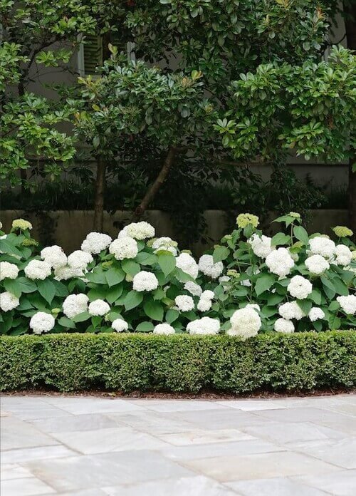 Define your garden spaces with the classic elegance of a boxwood hedge
