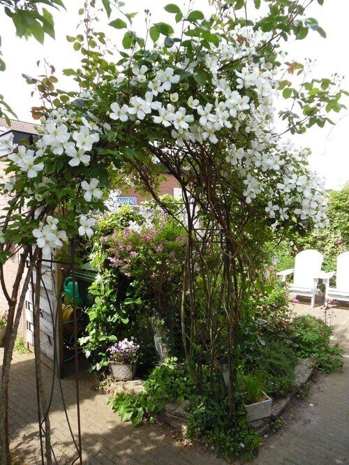 Elevate your garden's elegance with a blooming floral arch