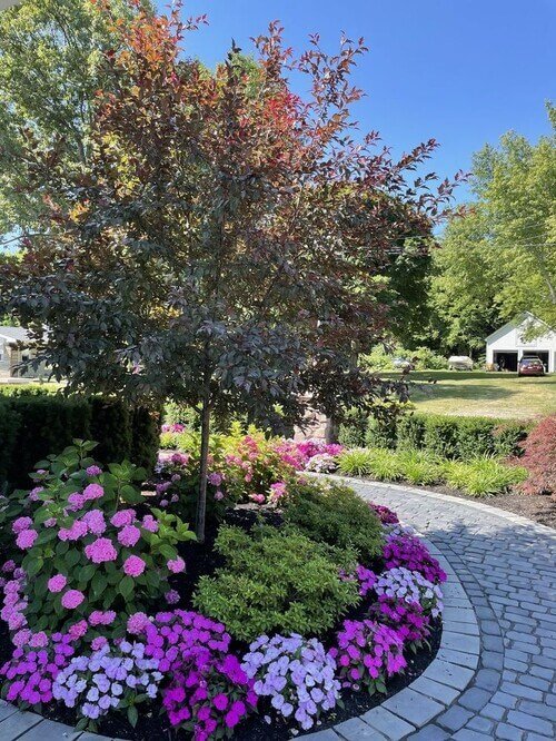 Draw the eye and add drama by making a striking tree your landscape's central feature