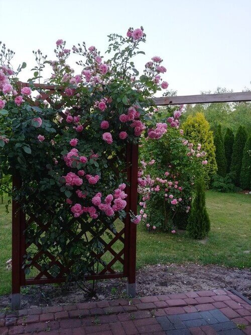 Elevate your garden's elegance with a climbing rose trellis