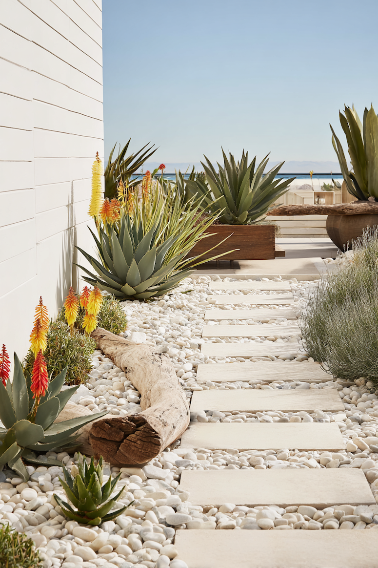 Create a modern oasis with a stone pathway edged with sculptural succulents